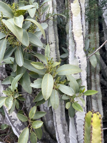 Rhamnus integrifolia image