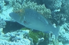 Lethrinus miniatus
