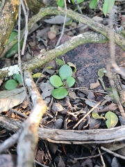 Kalanchoe rotundifolia