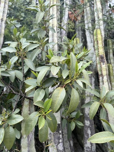 Rhamnus integrifolia image