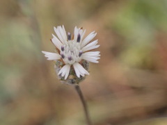 Volutaria tubuliflora image