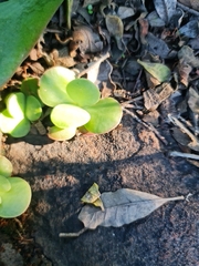 Kalanchoe rotundifolia