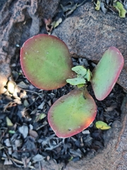 Crassula swaziensis