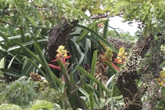 Aechmea aquilega