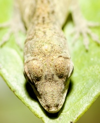 Anolis aeneus