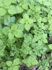 Hesperocnide tenella