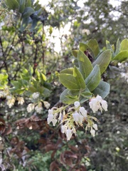 Arctostaphylos andersonii