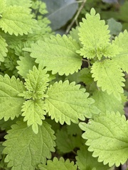 Hesperocnide tenella