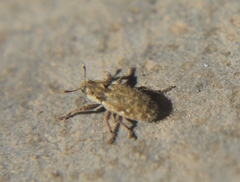 Microlarinus lareynii
