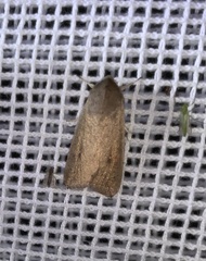Mythimna