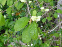Casearia yucatanensis