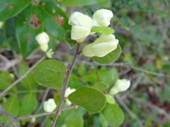 Casearia yucatanensis