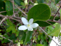 Casearia yucatanensis