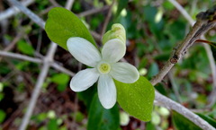 Casearia yucatanensis