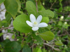 Casearia yucatanensis