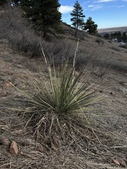Yucca glauca