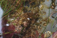 Aegires albopunctatus