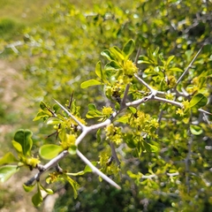 Pseudoziziphus parryi