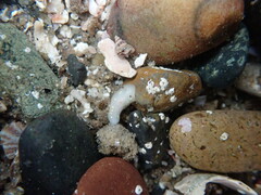 Cadlina flavomaculata