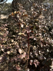 Berberis
