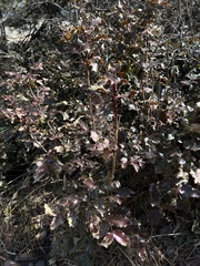 Berberis