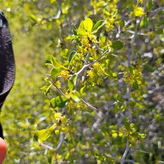 Pseudoziziphus parryi