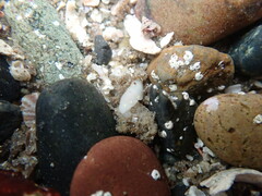 Cadlina flavomaculata