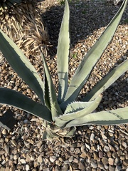 Agave salmiana