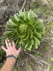 Aeonium
