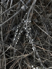 Lithospermum occidentale