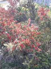 Condalia microphylla