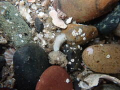 Cadlina flavomaculata