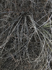 Lithospermum occidentale