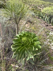 Aeonium