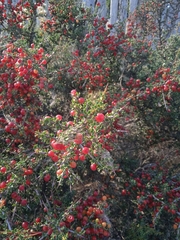 Condalia microphylla