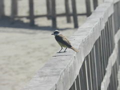 Pitangus sulphuratus