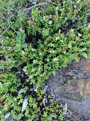 Crassula dependens