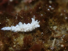 Aegires albopunctatus