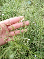 Vicia floridana