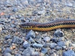 Farancia erytrogramma