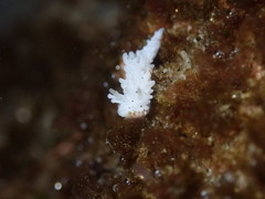 Aegires albopunctatus