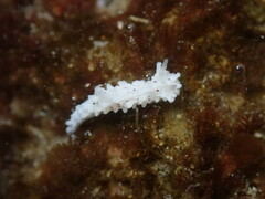 Aegires albopunctatus