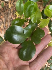 Backhousia myrtifolia
