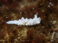 Aegires albopunctatus