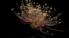 Sonneratia caseolaris