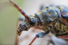 Oxymirus cursor