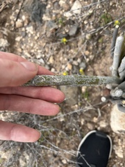 Ceropegia fusca image