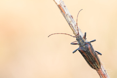Oxymirus cursor