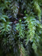 Mniaceae