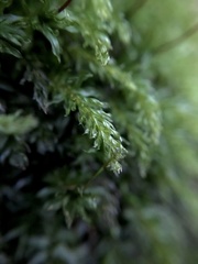 Mniaceae